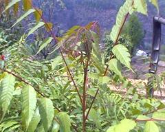 سپوندیاس اکسیلاریس-آلو نپالی